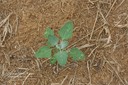 commonlambsquarters7