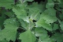 commonlambsquarters6