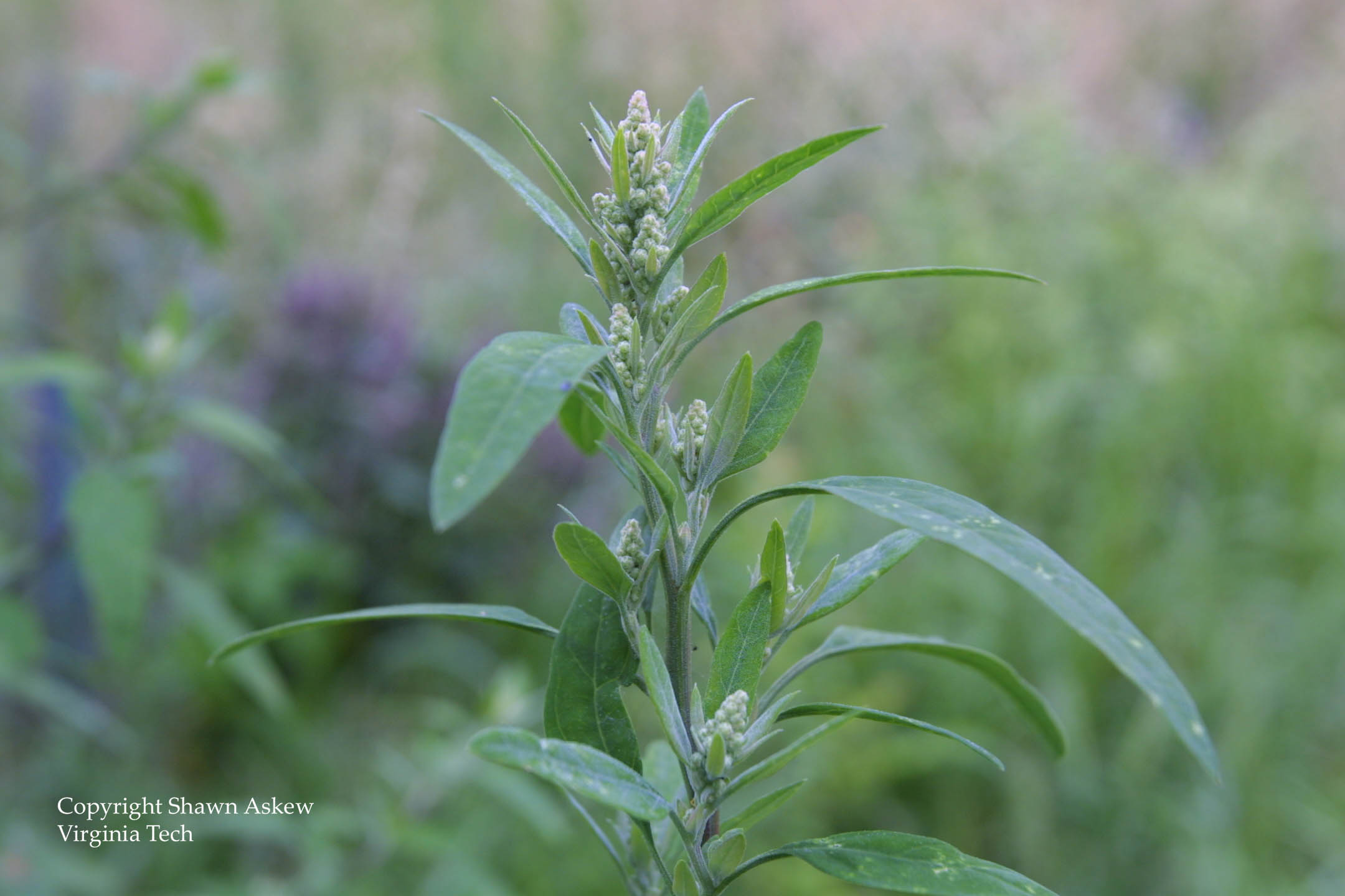 commonlambsquarters5