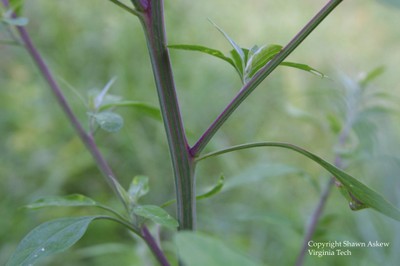 commonlambsquarters4