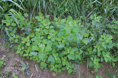 commonlambsquarters3