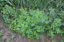 commonlambsquarters3