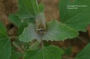 commonlambsquarters2