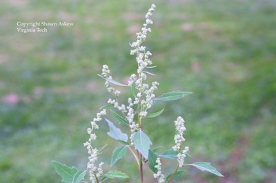 commonlambsquarters1