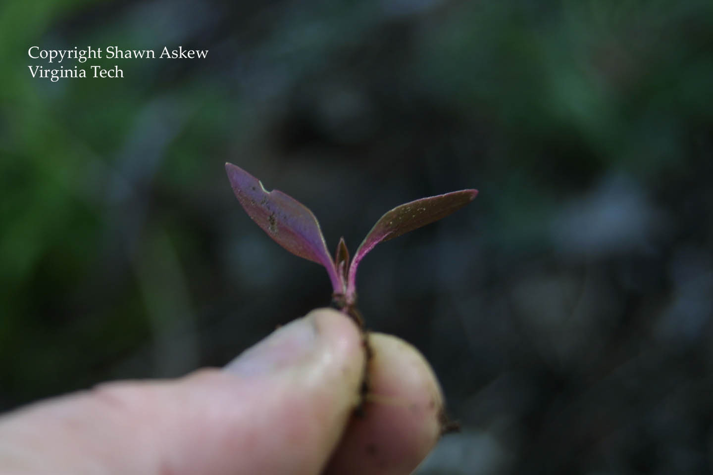 pokeweed1