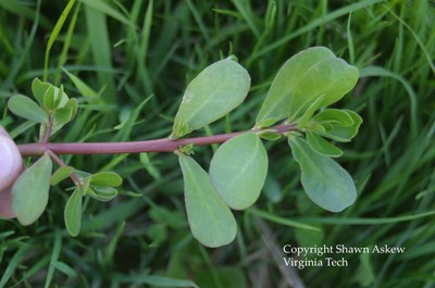 commonpurslane6