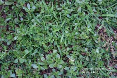 commonpurslane5