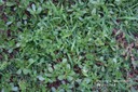 commonpurslane5