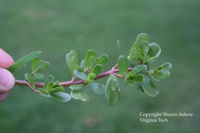 commonpurslane4