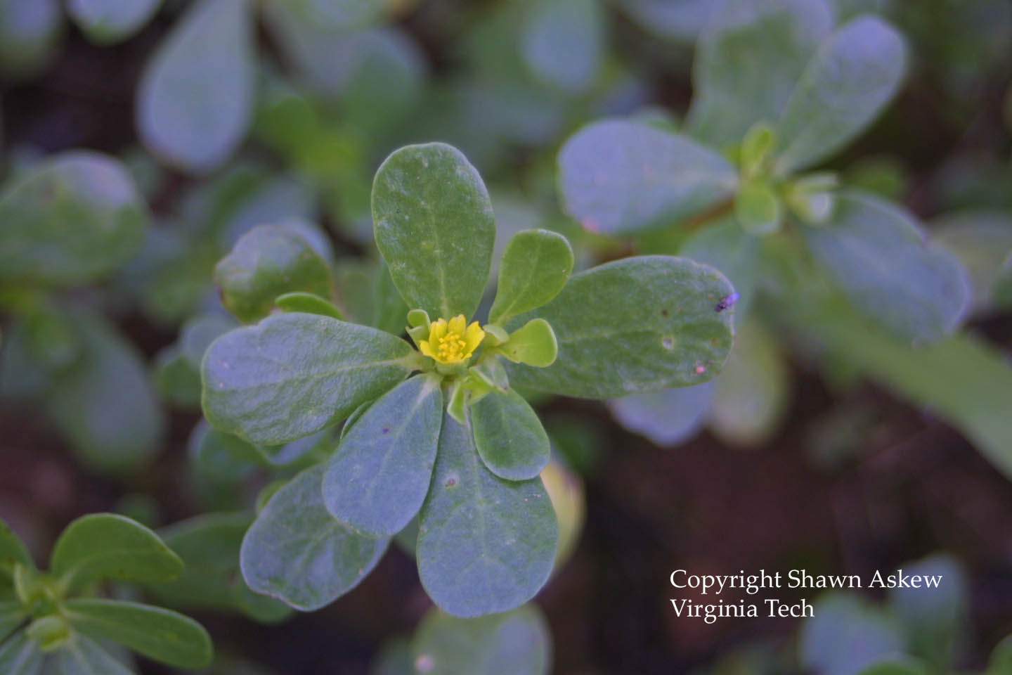 commonpurslane3