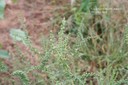 commonragweed10