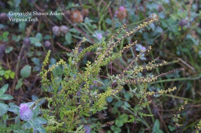 commonragweed2