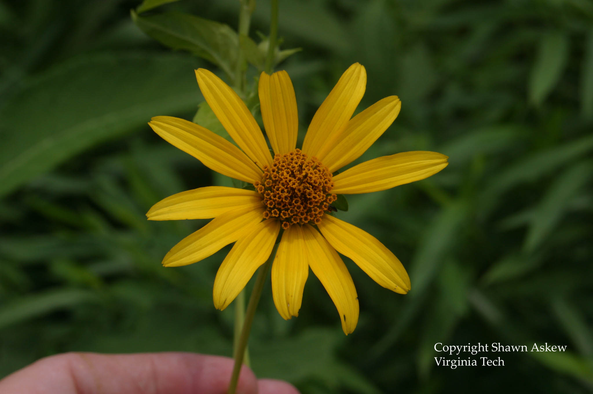 commonsunflower3