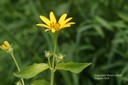 commonsunflower1