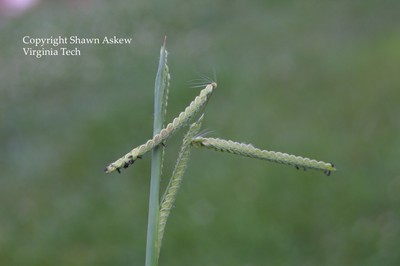 dallisgrass9