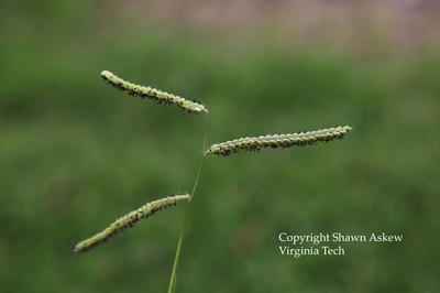 dallisgrass5