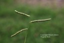 dallisgrass5