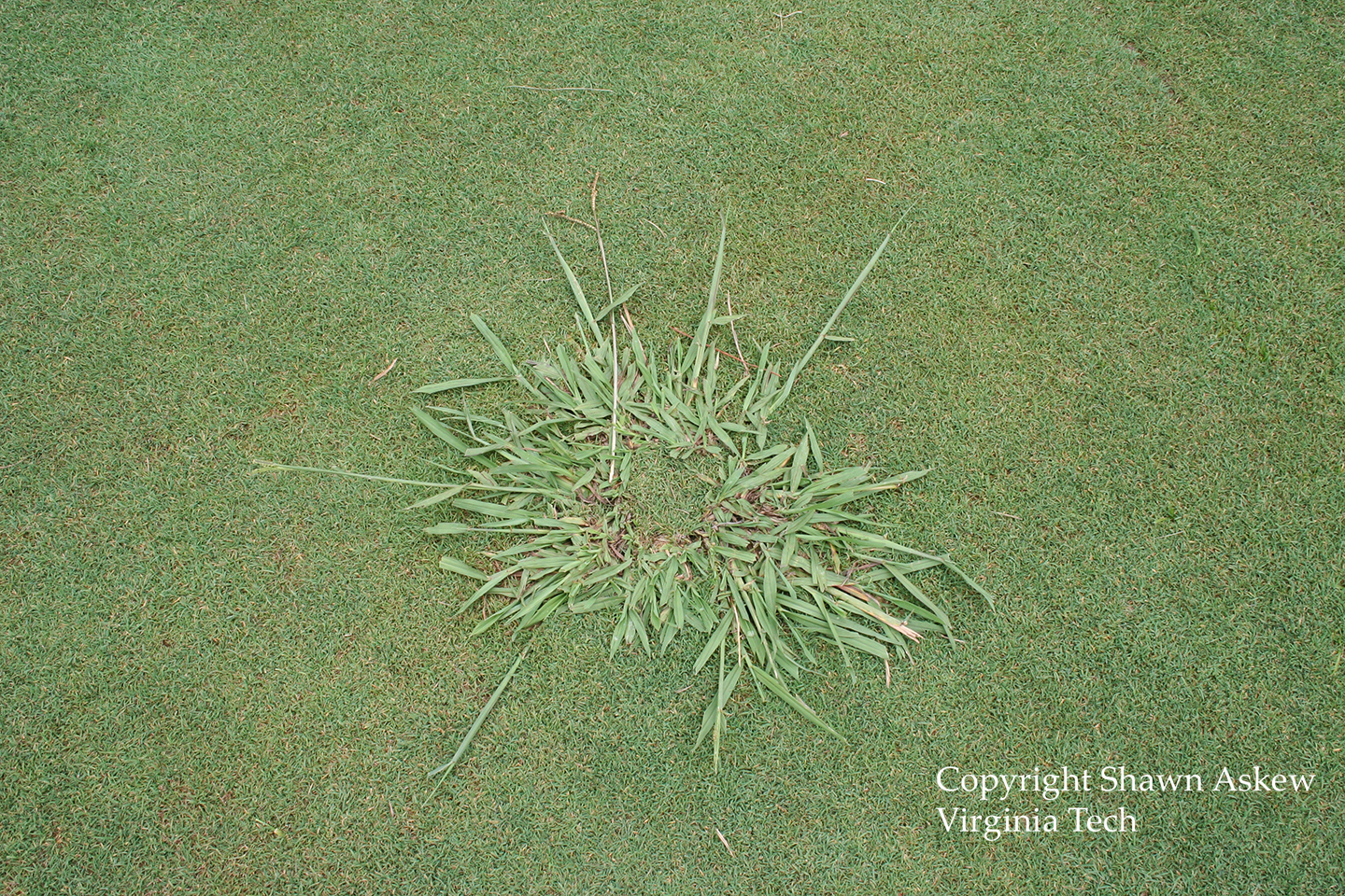 dallisgrass4