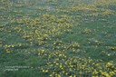 commondandelion3