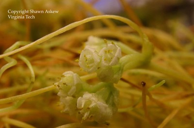 dodder6