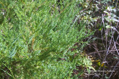 easternredcedar4