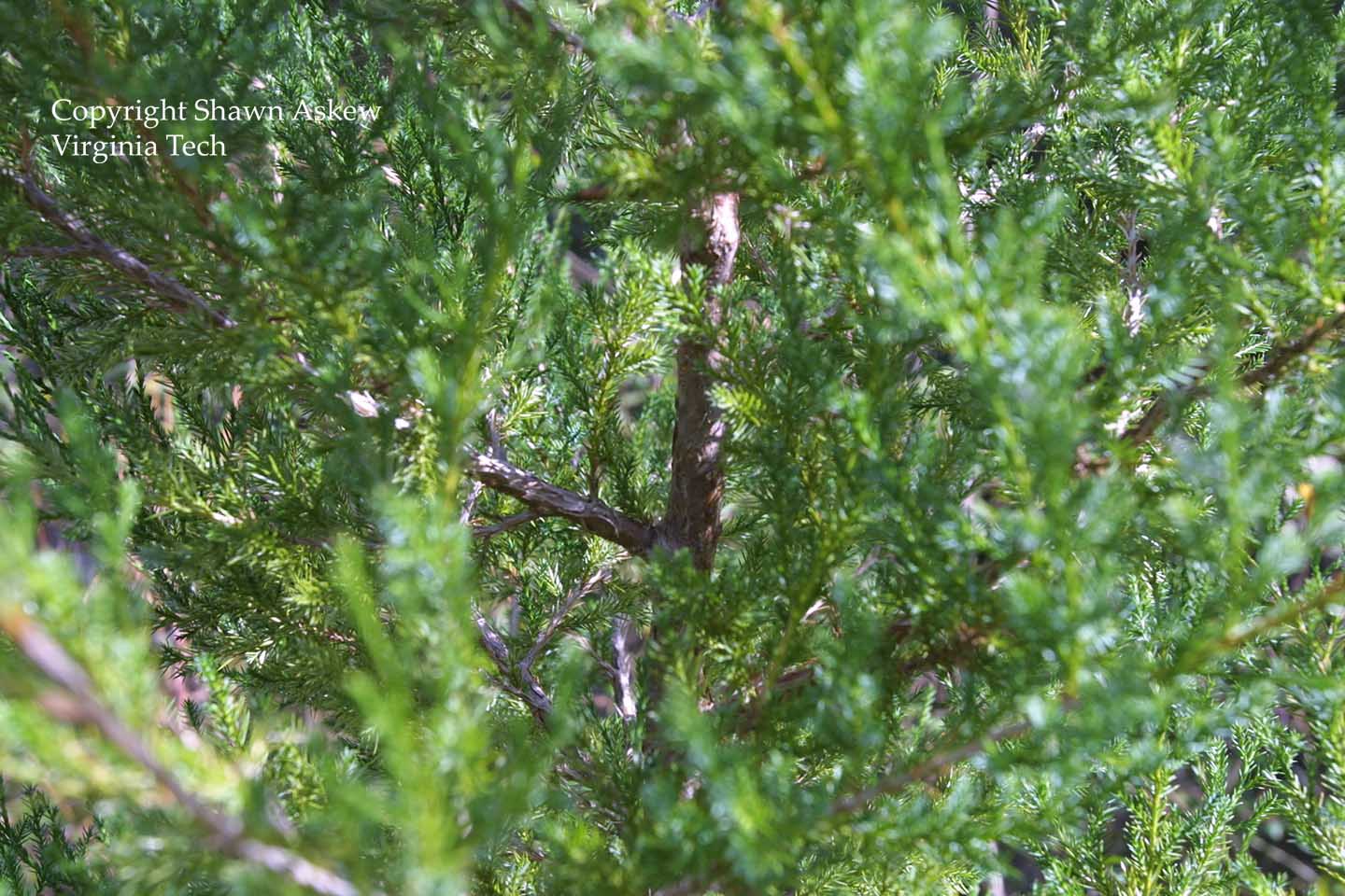 easternredcedar3