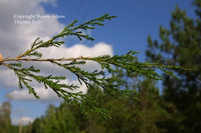 easternredcedar2