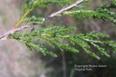 easternredcedar1