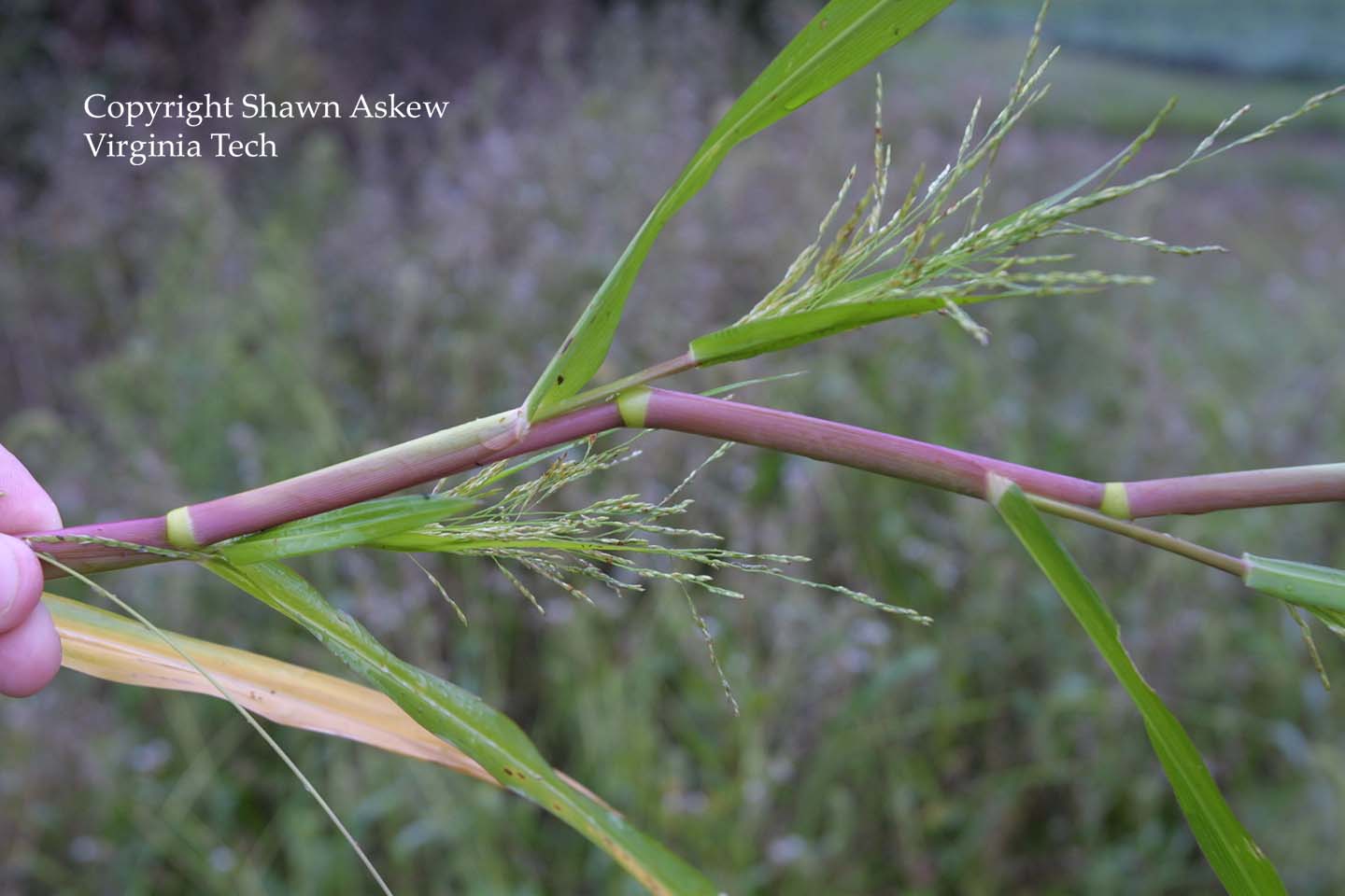 fallpanicum3