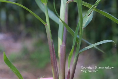 fallpanicum2