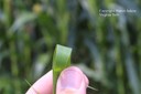 fallpanicum1