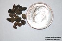 field bindweed seed