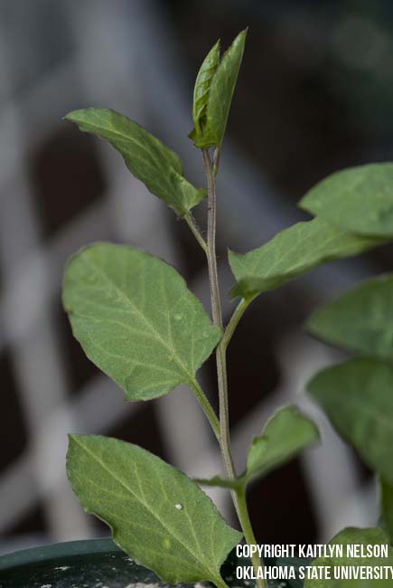 fieldbindweed2.jpg