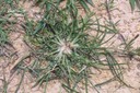 goosegrass10