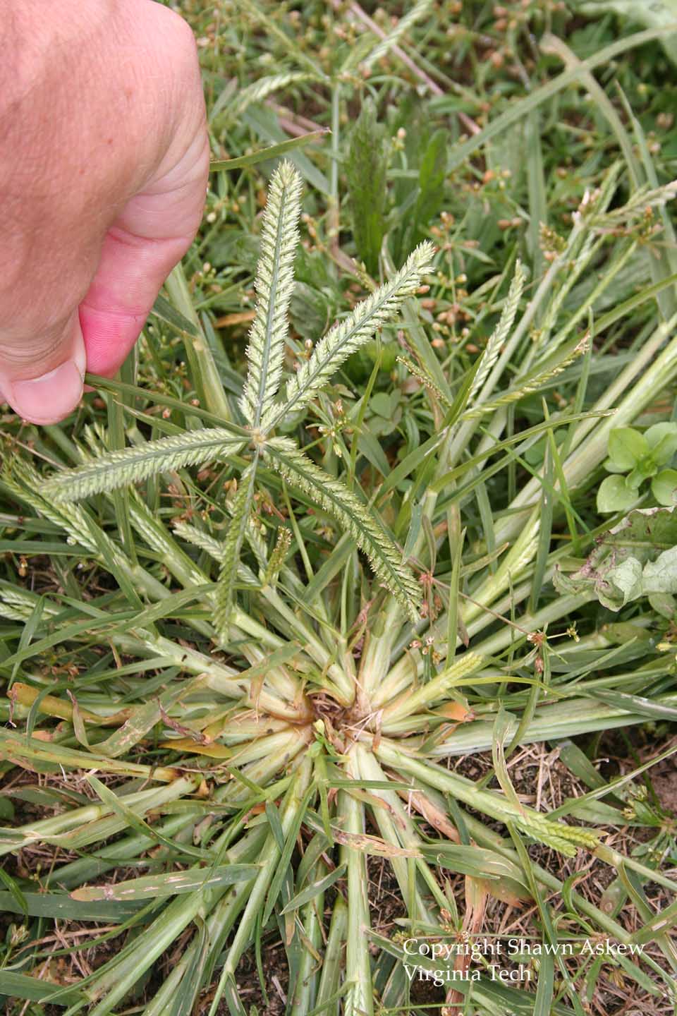 goosegrass9