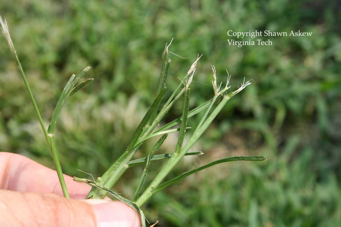 goosegrass7