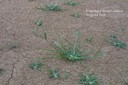 goosegrass6