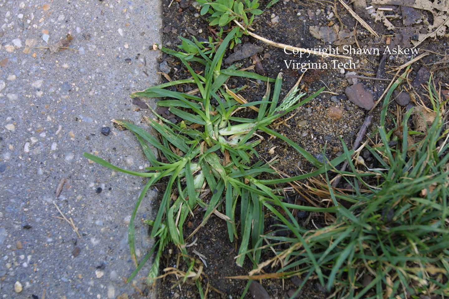 goosegrass5