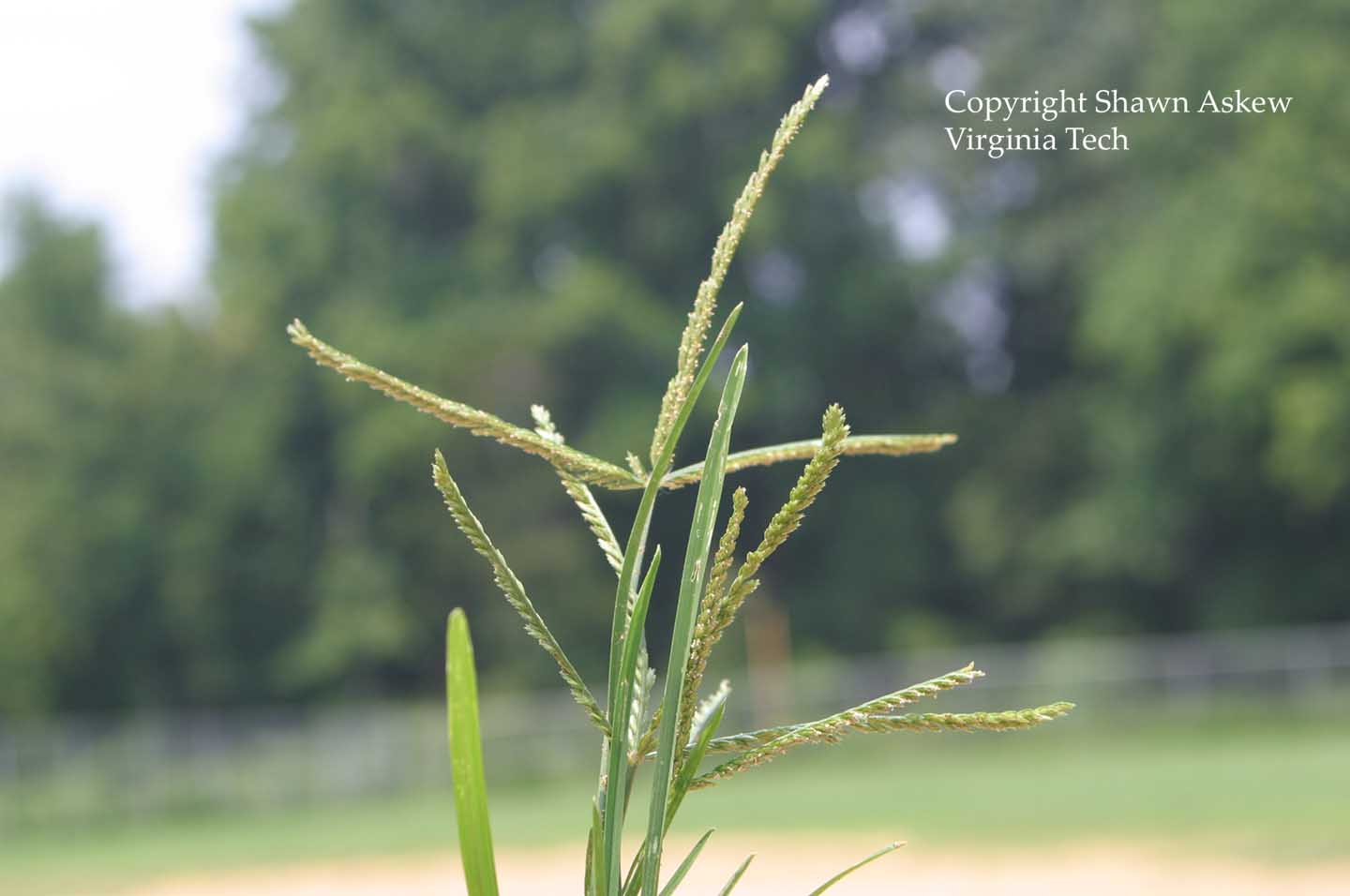 goosegrass4