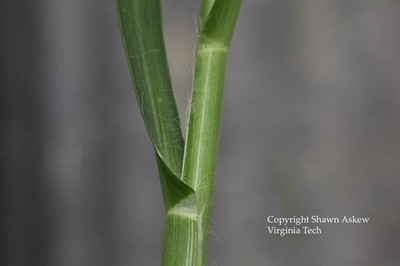 goosegrass3