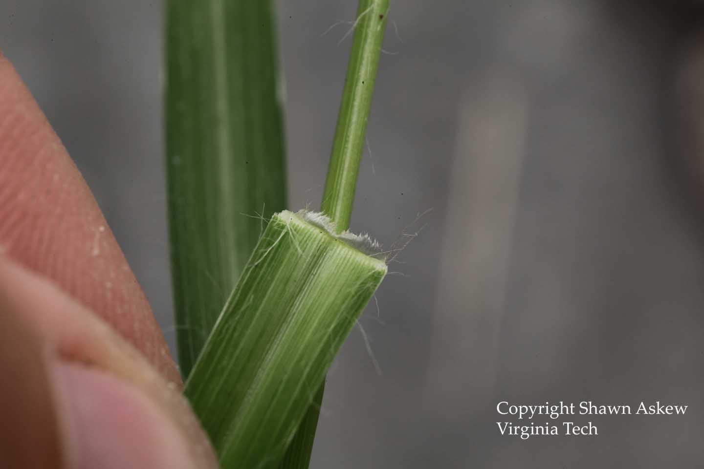 goosegrass2