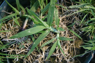 goosegrass1