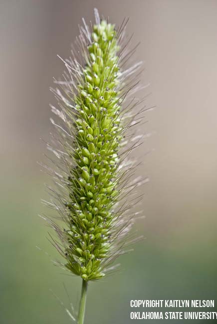 greenfoxtail3.jpg