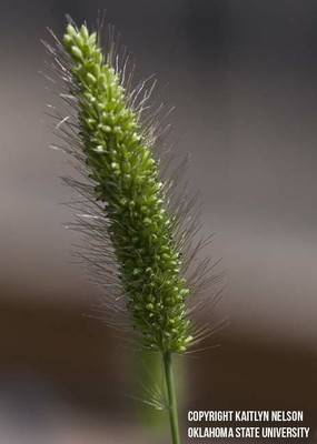 greenfoxtail4.jpg