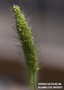 greenfoxtail4.jpg