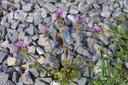 henbit10