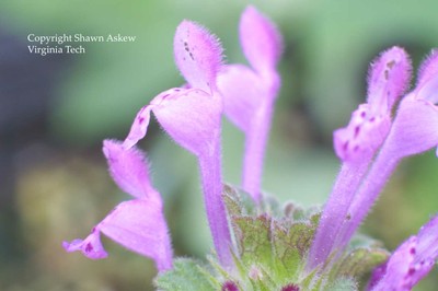 henbit9