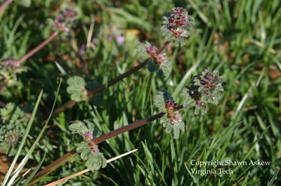 henbit8