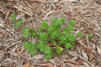 henbit4