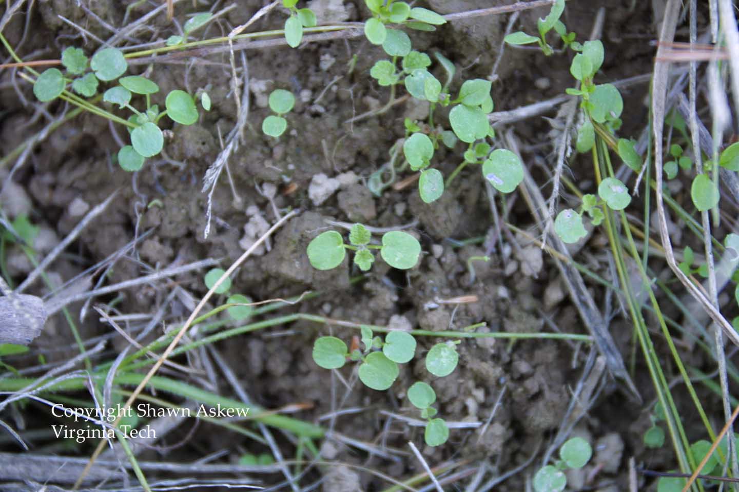 henbit3